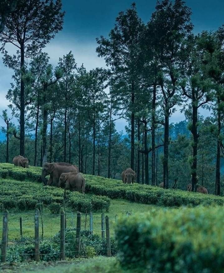 Valparai